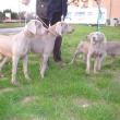 Gruppo Weimaraner