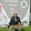 Barbara Streisand Dei Grandi Grigi con Roberto Francini - 1° Classe Intermedia - Dublino 2009  - Weimaraner