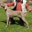 Cavalorn - weimaraner