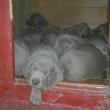 cuccioli weimaraner dell'allevamento Del Colle Degli Ulivi - weimaraner