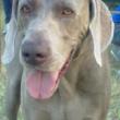 Weimaranus Quartz Moviment OSKA- Weimaraner guardalo su youtube 