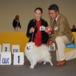 Figaro Del Colle Degli Ulivi - Volpino Italiano - Riserva CAC Giovane campione mondiale