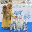 Moscow, World Dog Show 2016: Figaro Del Colle Degli Ulivi, Victoria & Irina Del Colle Degli Ulivi 