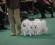 Volpino Italiano - Esp. ANCONA 2006 - Geo+Bella+Nina+Only - Miglior Gruppo D'Allevamento