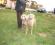 Emy e Barbara Streisand Dei Grandi Grigi di Roberto Francini - Weimaraner