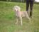 Cavalorn von Walhalla - 4 mesi - Weimaraner