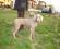 Emy - 12 mesi - Weimaraner