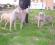 Gruppo Weimaraner
