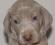 Caracalla  Von Walhalla - Puppy Weimaraner