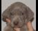 Cavalorn von Walhalla - Cucciolo  Weimaraner