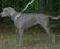 Emy - 15 mesi - Weimaraner