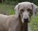 Cavalorn - Primo Piano per i suoi fans - Weimaraner