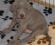 Cucciolo Weimaraner