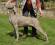 Weimaraner - Oska - Giovane Campione Europeo