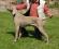 Cavalorn - weimaraner