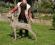 Weimaraner - Oska - Giovane Campione Europeo