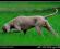 Weimaraner (bracco di weimar) durante la caccia