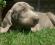 Puppy  Weimaraner  Del Colle Degli Ulivi - Weimaraner