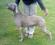 Il possente weimaraner Weimaranus Quartz Moviment Oska - weimaraner