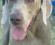 Weimaranus Quartz Moviment OSKA- Weimaraner guardalo su youtube 