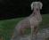 Asia - weimaraner