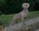 Asia - weimaraner