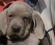 Cucciolo di Weimaraner