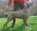 Lithium Reaction Del Colle Degli Ulivi  Weimaraner 