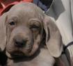 Cucciolo di Weimaraner